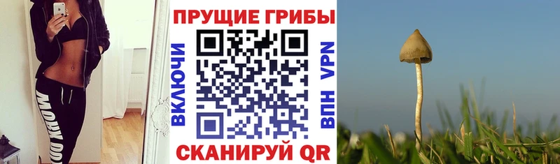 где найти   MEGA ТОР  Галлюциногенные грибы Psilocybe  Яхрома 